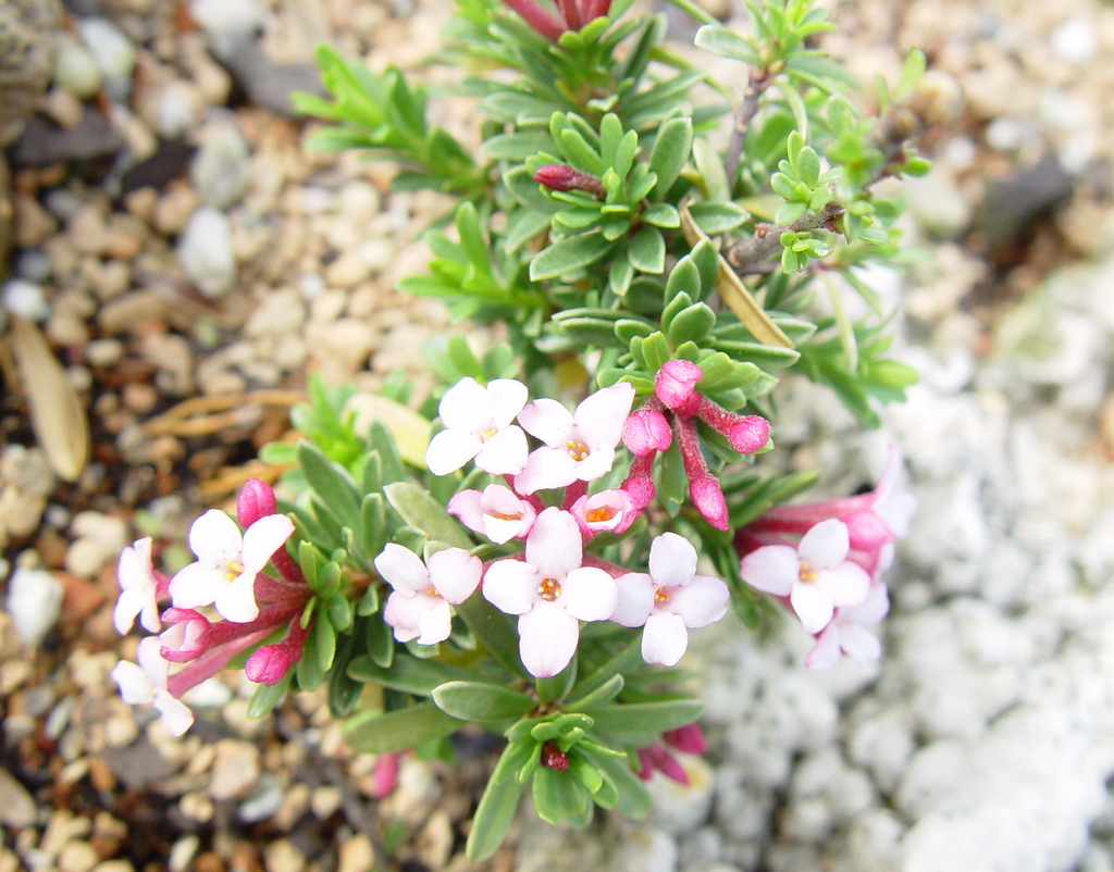 Daphne x thauma 'Reginald Farrer'